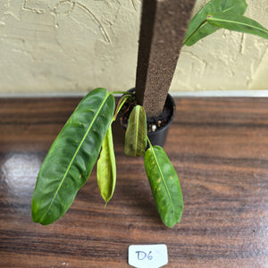 #D6 Philodendron Patriciae