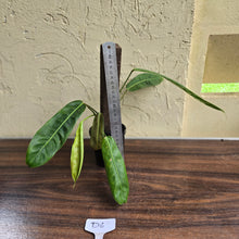 Load image into Gallery viewer, #D6 Philodendron Patriciae