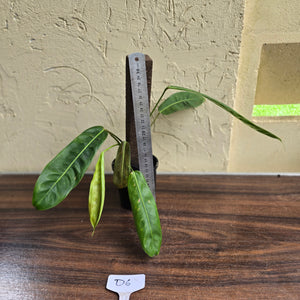 #D6 Philodendron Patriciae