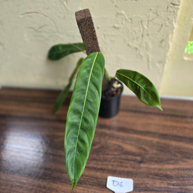 #D6 Philodendron Patriciae