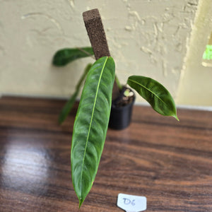 #D6 Philodendron Patriciae