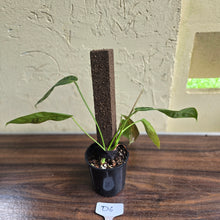 Load image into Gallery viewer, #D6 Philodendron Patriciae