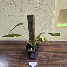 Load image into Gallery viewer, #D6 Philodendron Patriciae