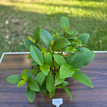 Load image into Gallery viewer, #D14 Medinilla Succulenta