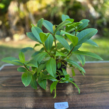 Load image into Gallery viewer, #D14 Medinilla Succulenta