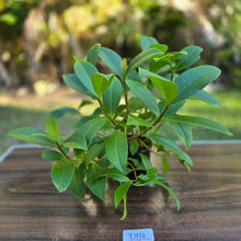 Load image into Gallery viewer, #D14 Medinilla Succulenta