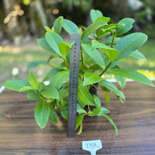 Load image into Gallery viewer, #D14 Medinilla Succulenta
