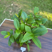 Load image into Gallery viewer, #D14 Medinilla Succulenta