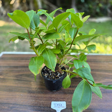 Load image into Gallery viewer, #D14 Medinilla Succulenta