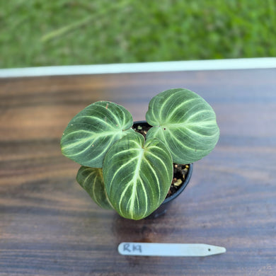 #R19 Philodendron Tinkle Bell