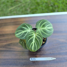 Load image into Gallery viewer, #R19 Philodendron Tinkle Bell