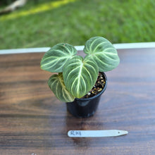 Load image into Gallery viewer, #R19 Philodendron Tinkle Bell