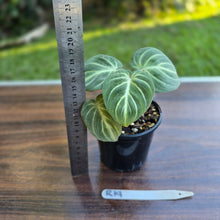 Load image into Gallery viewer, #R19 Philodendron Tinkle Bell