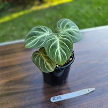 Load image into Gallery viewer, #R19 Philodendron Tinkle Bell