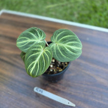 Load image into Gallery viewer, #R19 Philodendron Tinkle Bell