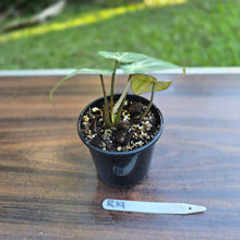 Load image into Gallery viewer, #R19 Philodendron Tinkle Bell