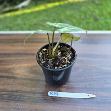 Load image into Gallery viewer, #R19 Philodendron Tinkle Bell