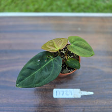 Load image into Gallery viewer, #D729 Two x Headed Anthurium Black Sensation x