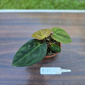 #D729 Two x Headed Anthurium Black Sensation x