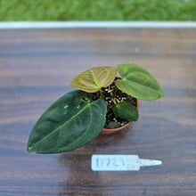 Load image into Gallery viewer, #D729 Two x Headed Anthurium Black Sensation x