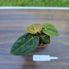 Load image into Gallery viewer, #D729 Two x Headed Anthurium Black Sensation x