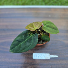Load image into Gallery viewer, #D729 Two x Headed Anthurium Black Sensation x