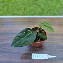 Load image into Gallery viewer, #D729 Two x Headed Anthurium Black Sensation x