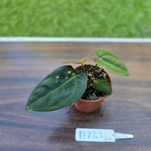 Load image into Gallery viewer, #D729 Two x Headed Anthurium Black Sensation x