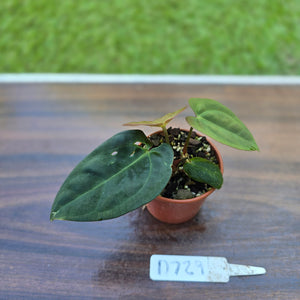 #D729 Two x Headed Anthurium Black Sensation x