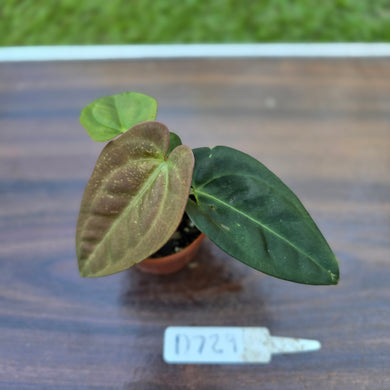 #D729 Two x Headed Anthurium Black Sensation x
