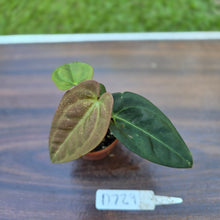 Load image into Gallery viewer, #D729 Two x Headed Anthurium Black Sensation x