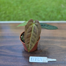 Load image into Gallery viewer, #D729 Two x Headed Anthurium Black Sensation x