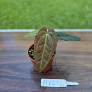 #D729 Two x Headed Anthurium Black Sensation x