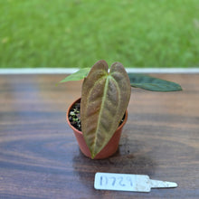 Load image into Gallery viewer, #D729 Two x Headed Anthurium Black Sensation x
