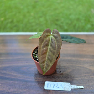 #D729 Two x Headed Anthurium Black Sensation x