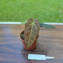 Load image into Gallery viewer, #D729 Two x Headed Anthurium Black Sensation x