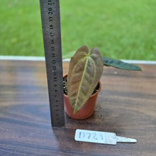 Load image into Gallery viewer, #D729 Two x Headed Anthurium Black Sensation x