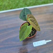 Load image into Gallery viewer, #D729 Two x Headed Anthurium Black Sensation x
