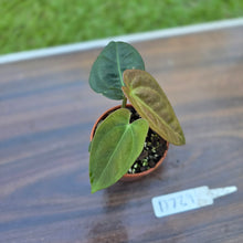 Load image into Gallery viewer, #D729 Two x Headed Anthurium Black Sensation x