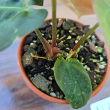 Load image into Gallery viewer, #D729 Two x Headed Anthurium Black Sensation x