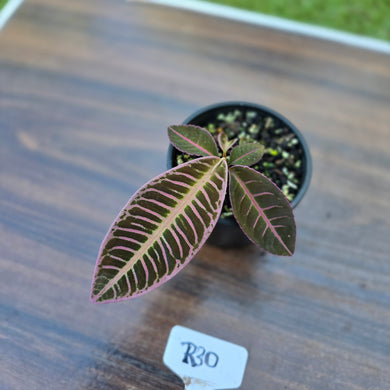 #R30 Labisia Riau Pink