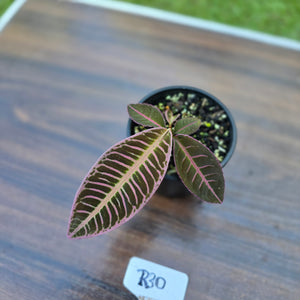 #R30 Labisia Riau Pink