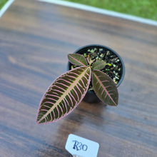 Load image into Gallery viewer, #R30 Labisia Riau Pink