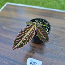 Load image into Gallery viewer, #R30 Labisia Riau Pink