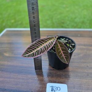 #R30 Labisia Riau Pink