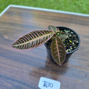 #R30 Labisia Riau Pink