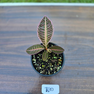 #R30 Labisia Riau Pink