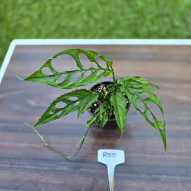#R55 Monstera Obliqua