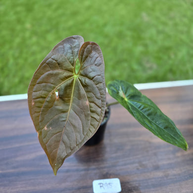 #R95 Anthurium Guatemalan x Magnificum