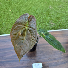 Load image into Gallery viewer, #R95 Anthurium Guatemalan x Magnificum